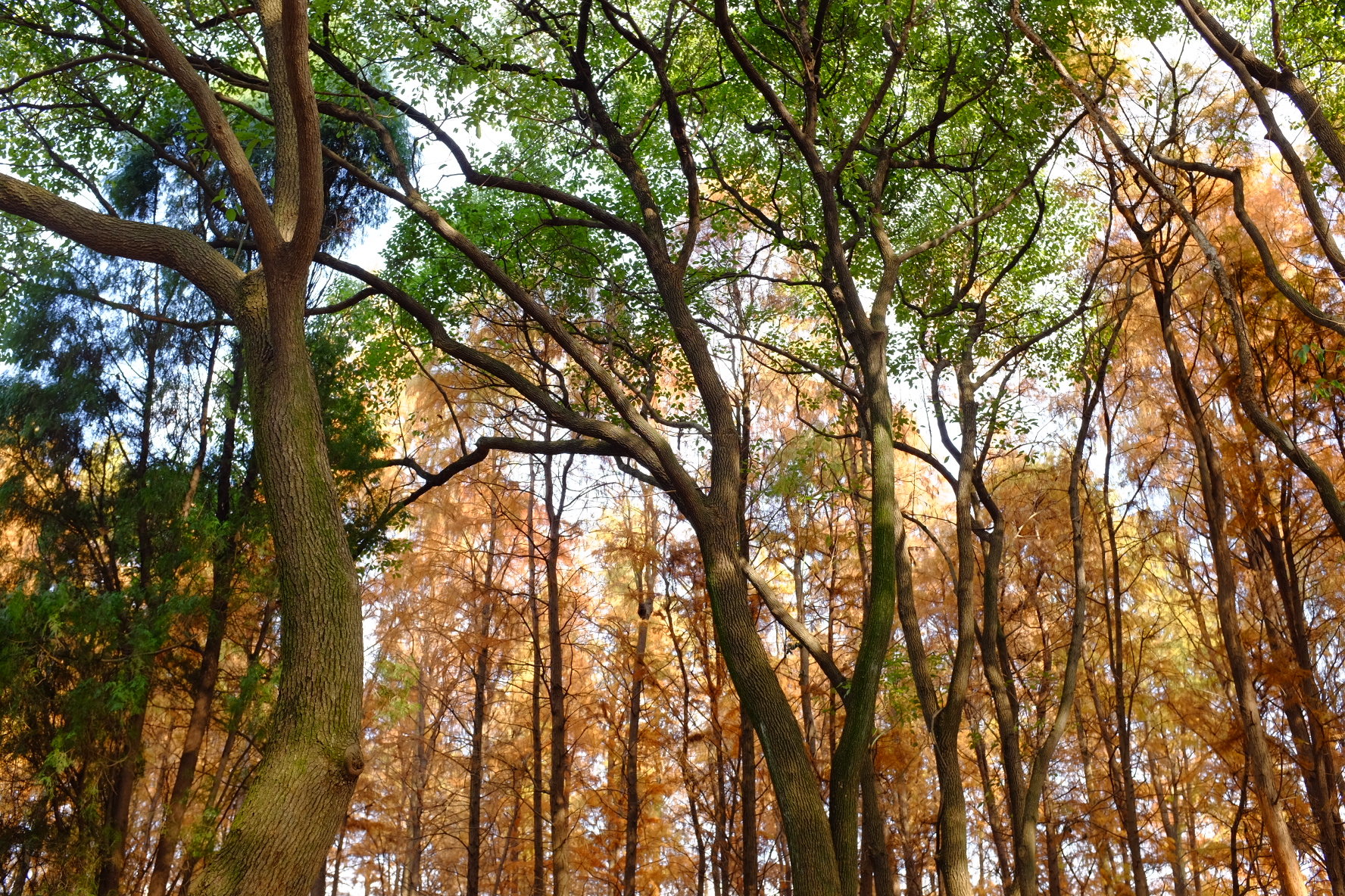 巧用日光白平衡，记录绚烂秋色