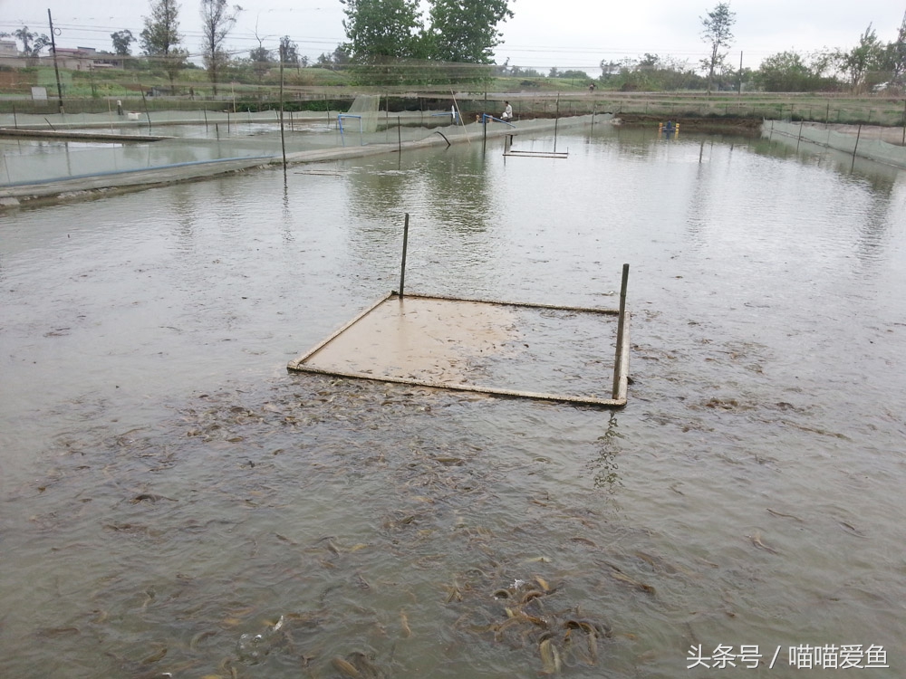 泥鳅养殖成本和利润是怎样的,泥鳅养殖前景和现状如何