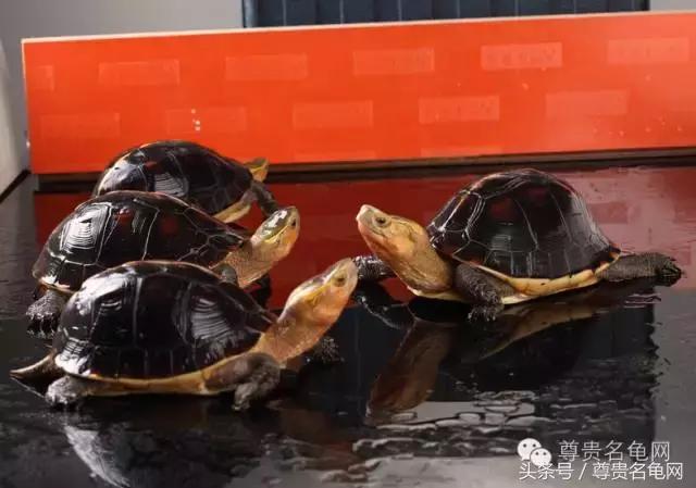 各种乌龟的详细介绍,你们见过的四种乌龟