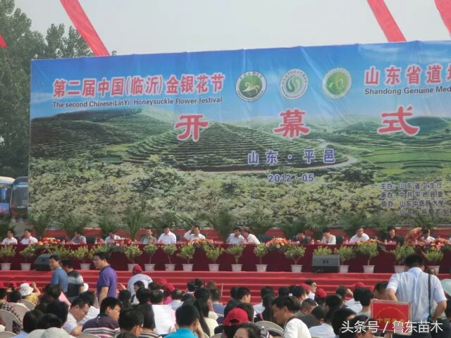 北花一号金银花不搭架可以吗,不开花的金银花苗木