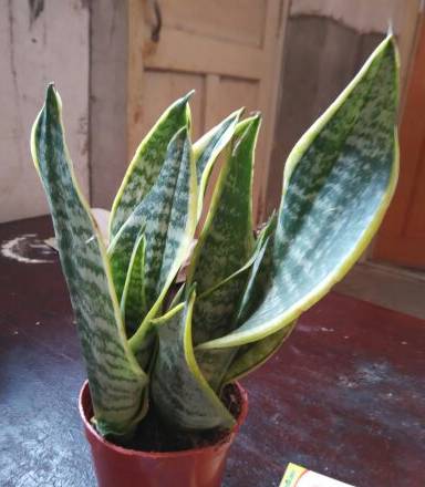 垃圾堆里捡回来的盆栽,如何利用身边的垃圾养植物