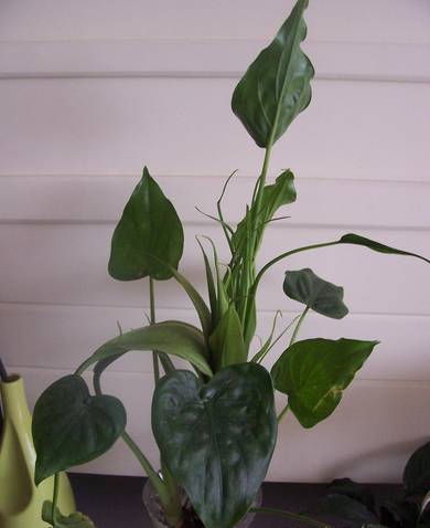 垃圾堆里捡回来的盆栽,如何利用身边的垃圾养植物