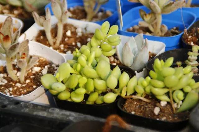 12月23号开幕啦！冰雪奇缘圣诞狂欢！中西合璧庙会美食啥都有