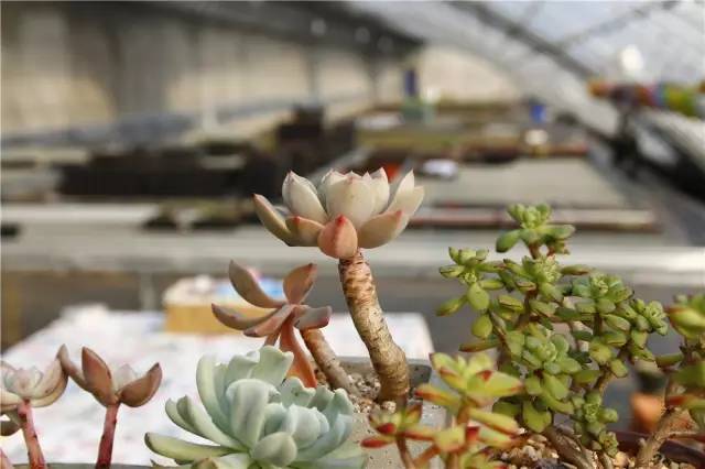 12月23号开幕啦！冰雪奇缘圣诞狂欢！中西合璧庙会美食啥都有