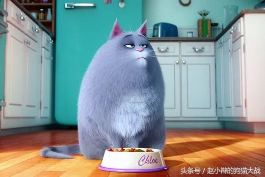 喵星人和主人睡一起,喵星人有多种情绪