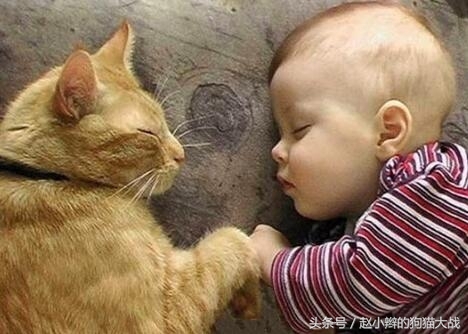 喵星人和主人睡一起,喵星人有多种情绪