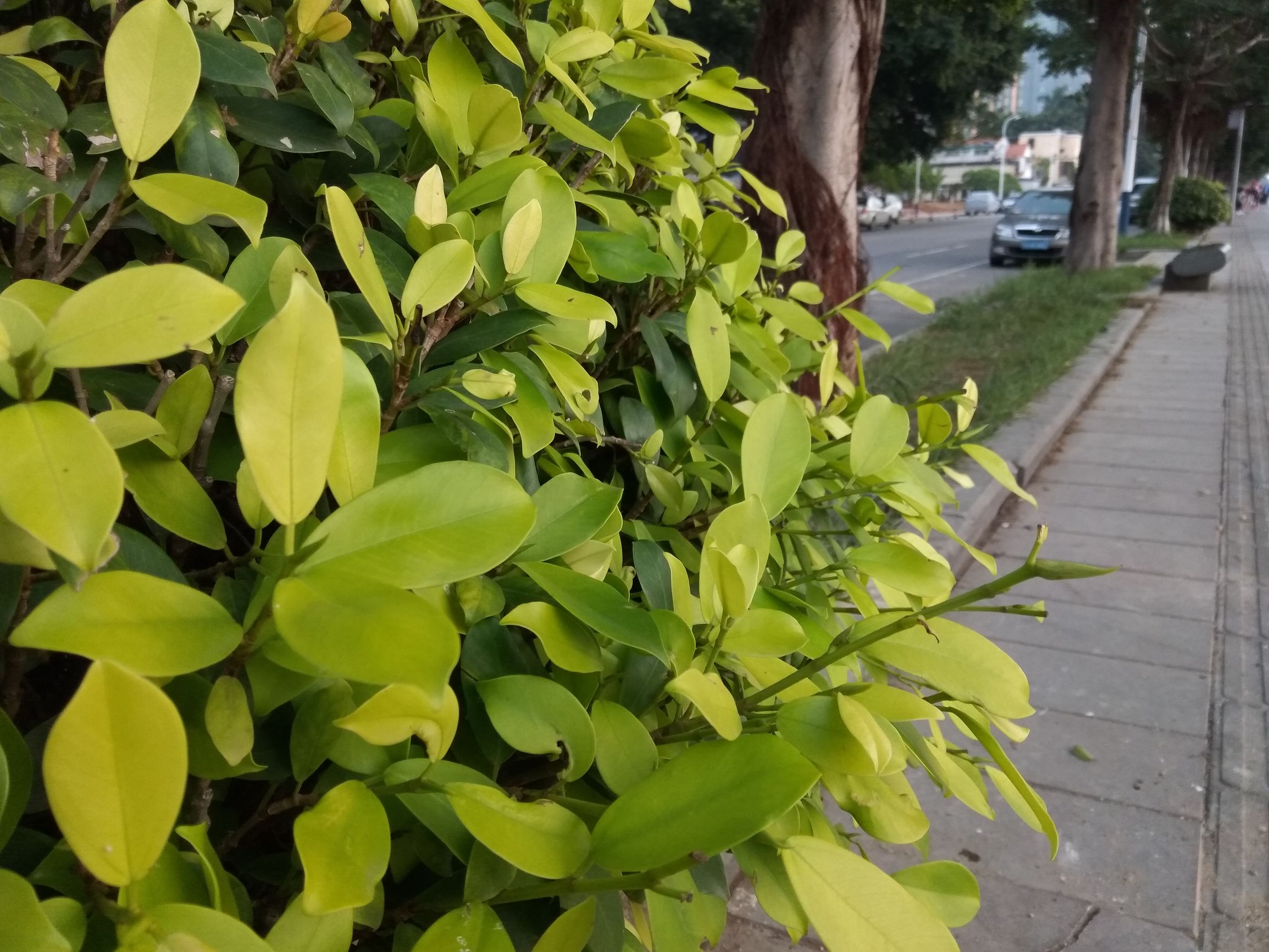 千元机有哪些旗舰,360n4s与骁龙版硬件对比