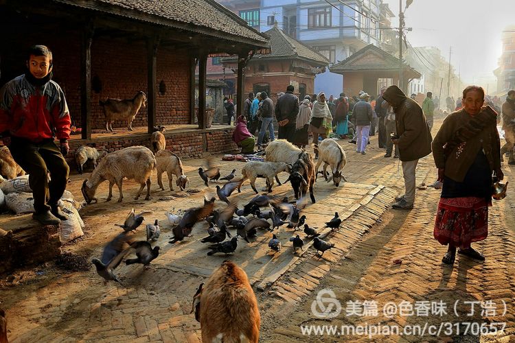 探秘尼泊尔牧羊人,探秘尼泊尔国家森林公园