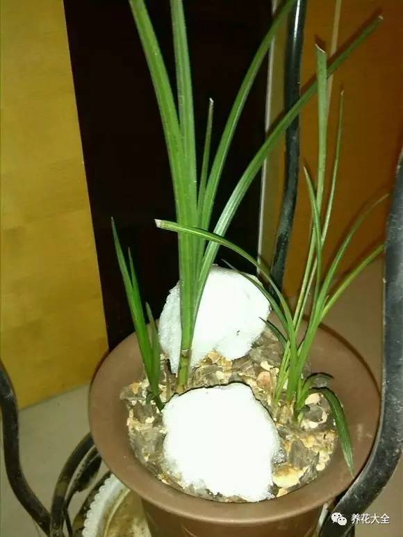 雪水、食盐、白糖、维生素,能让花枝繁叶茂,你信不信?