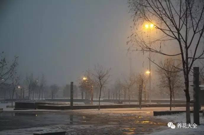 雪水、食盐、白糖、维生素,能让花枝繁叶茂,你信不信?