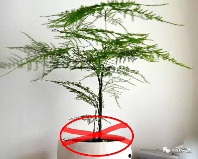 雪水、食盐、白糖、维生素,能让花枝繁叶茂,你信不信?