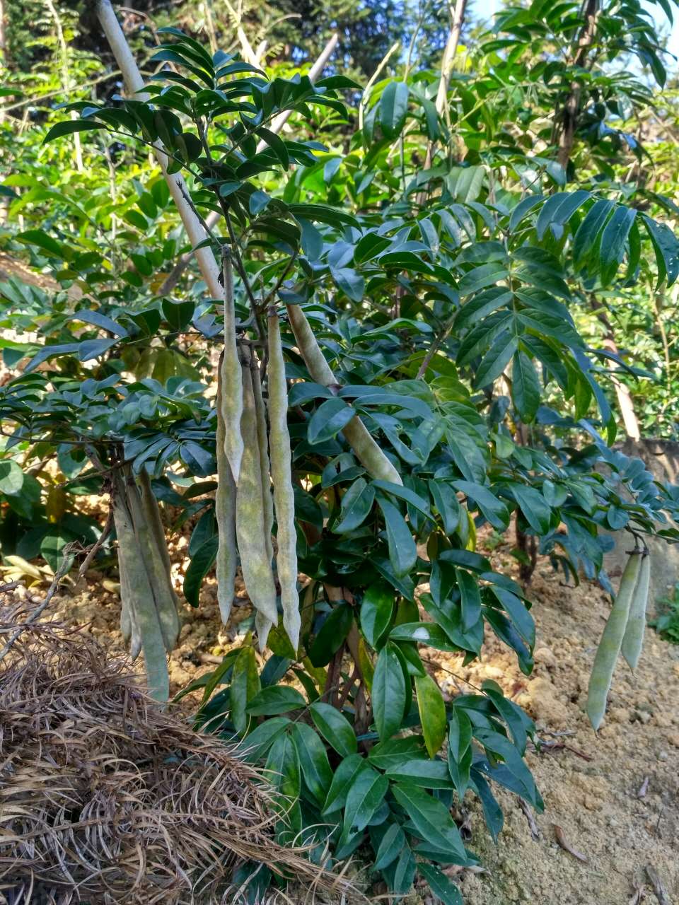 农村创业贷的申请条件,农民创业免息贷