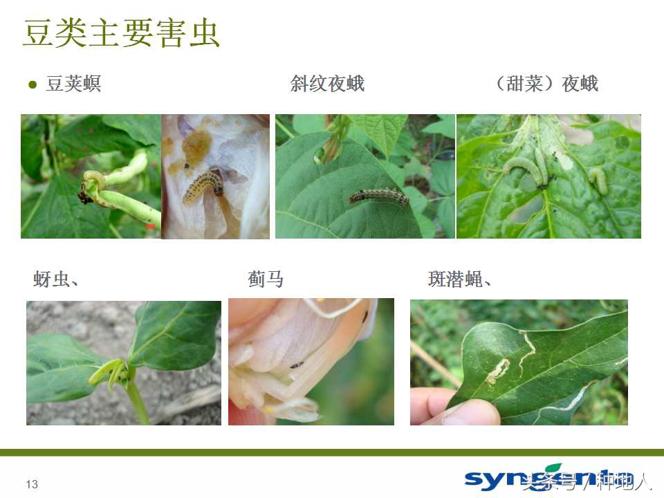 豆角种植防病方法,长豆角病虫害防治用什么农药