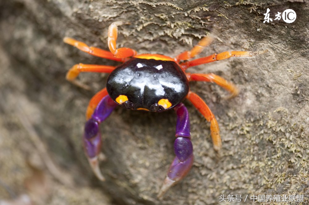 特种养殖业养什么最好,特种养殖要注意哪些问题