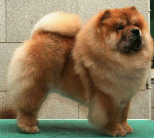 狗狗品种松狮犬,广西土松狮犬