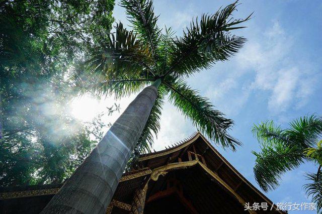 西双版纳避寒城市,冬日西双版纳市区