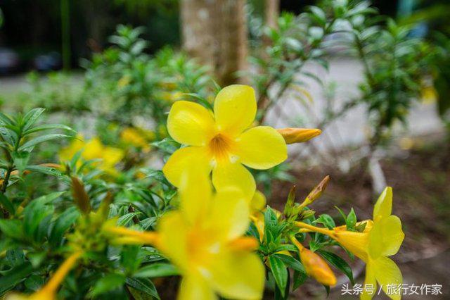 西双版纳避寒城市,冬日西双版纳市区