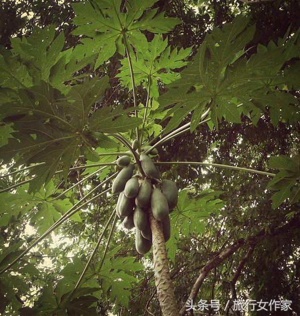 西双版纳避寒城市,冬日西双版纳市区