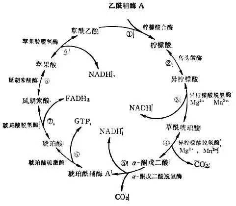 他被纳粹*害迫**，“玩拼图”玩出诺贝尔奖，打脸《Nature》