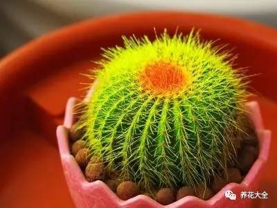 发财树的土养不活绿萝,养了几年的绿萝为什么没有根