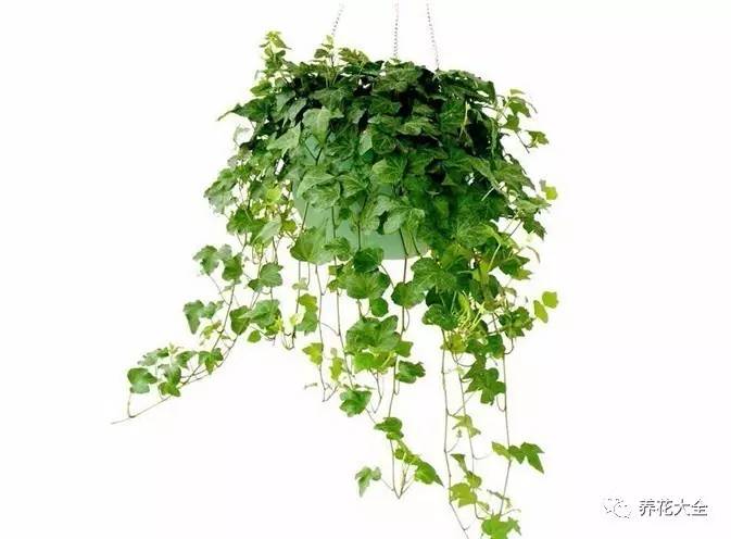 发财树的土养不活绿萝,养了几年的绿萝为什么没有根