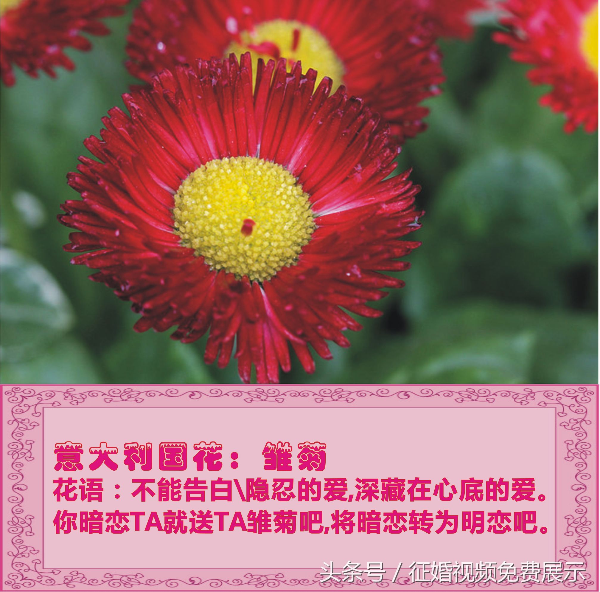 各国国花及象征意义,世界各国国花及寓意