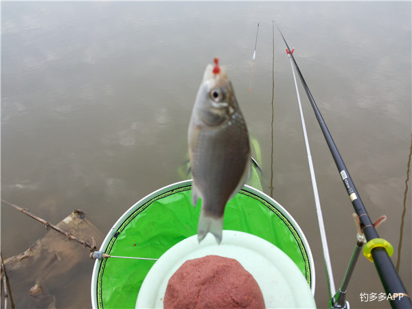 鱼口轻用几克铅,鱼口不断遛鱼也很过瘾