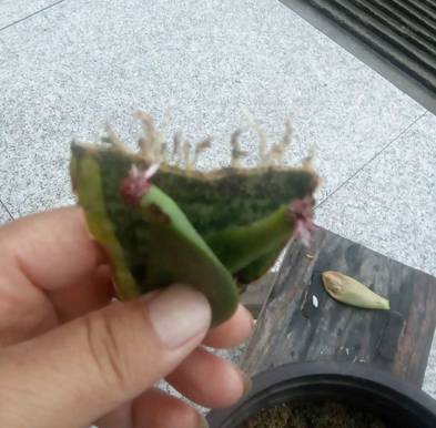 垃圾堆里捡回来的盆栽,如何利用身边的垃圾养植物