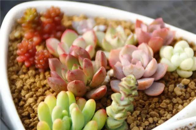 12月23号开幕啦！冰雪奇缘圣诞狂欢！中西合璧庙会美食啥都有