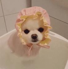 什么狗养起来便宜又不臭,什么狗养起来最省力