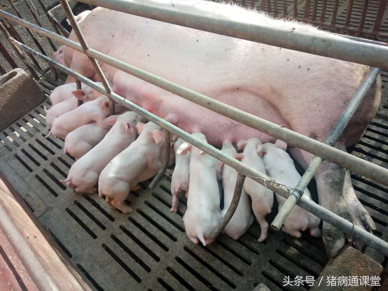 弄清这几点轻松挣钱,养好母猪的关键三点做好就能赚钱