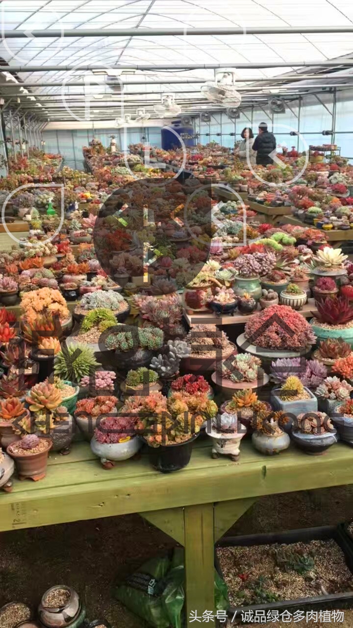 多肉植物大棚直播,密斯达多肉大棚视频
