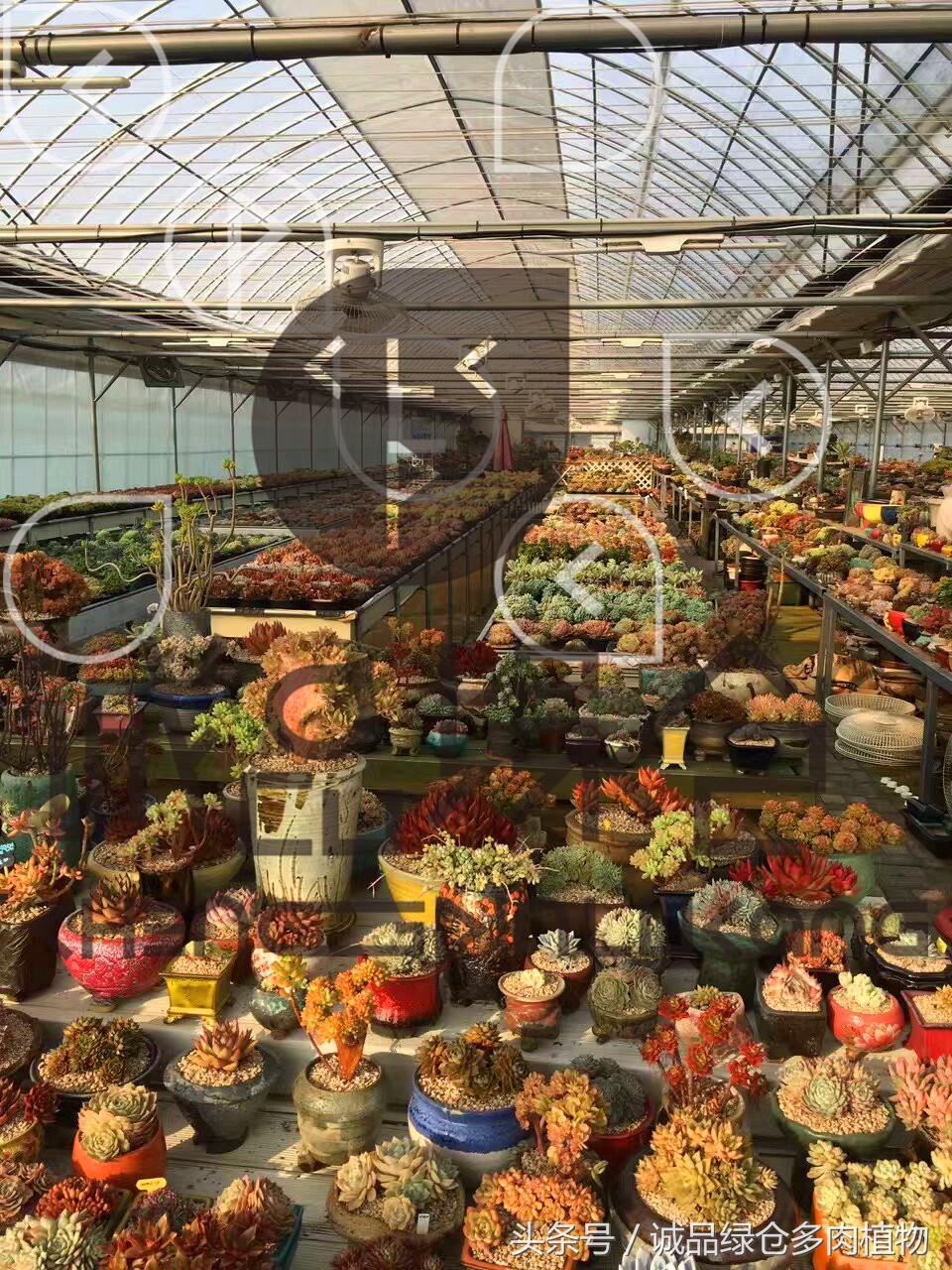 多肉植物大棚直播,密斯达多肉大棚视频