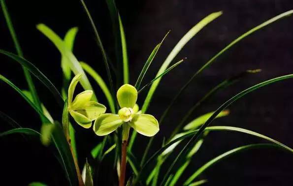 “兰花”一朵香天下：二胡人最想去西安的三个理由