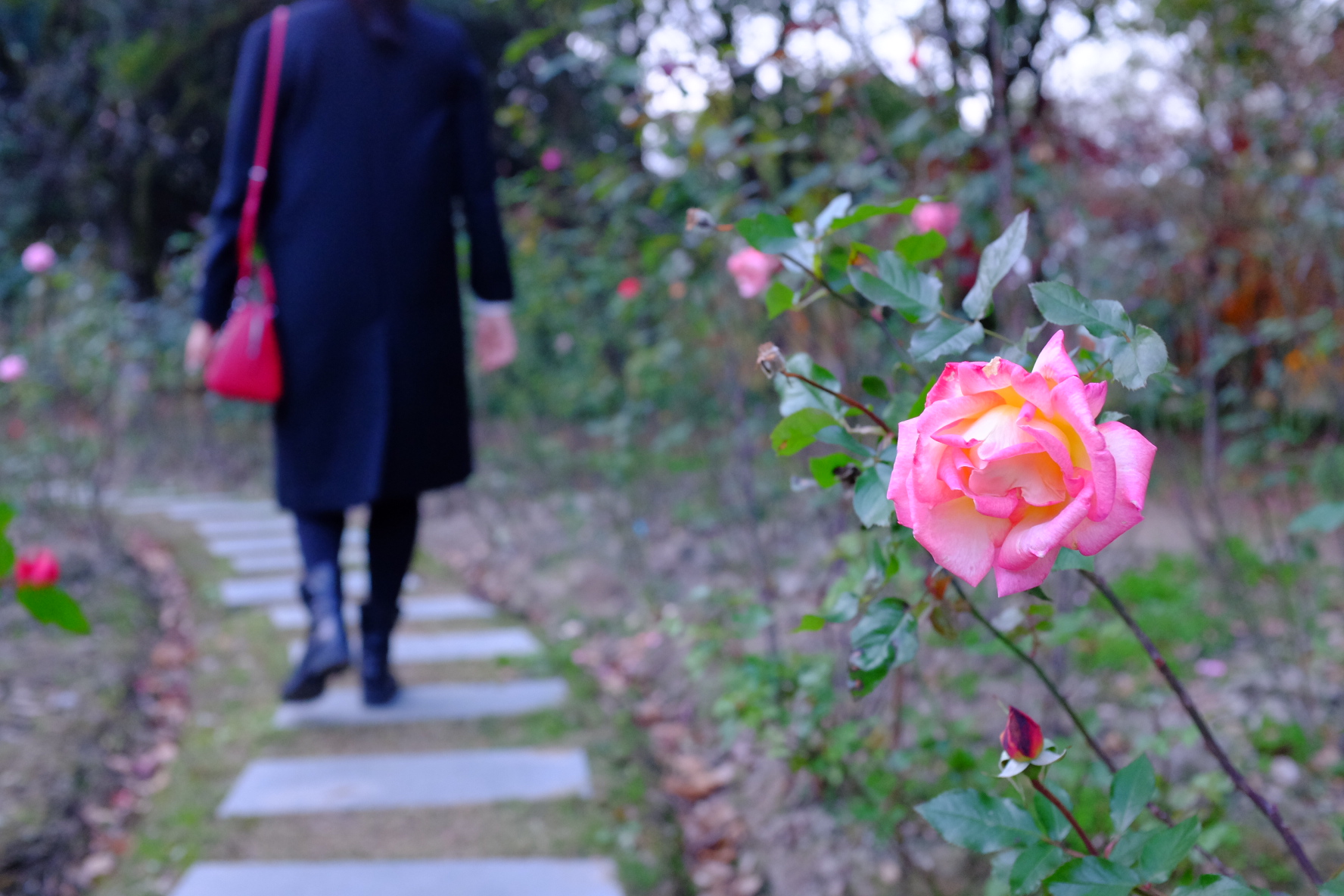 巧用日光白平衡，记录绚烂秋色