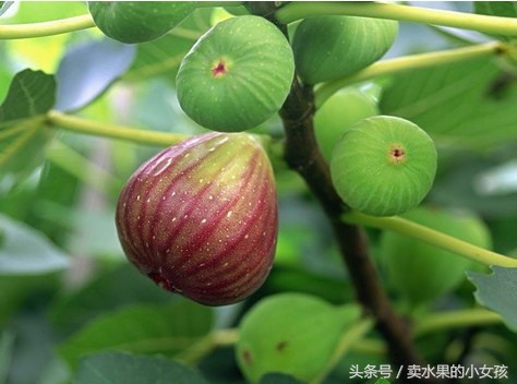 每一棵无花果里都有一只小黄蜂,每一个无花果里都有一个苍蝇