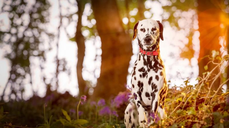 黄黑的外国斑点狗有哪些品种,小斑点狗是什么品种