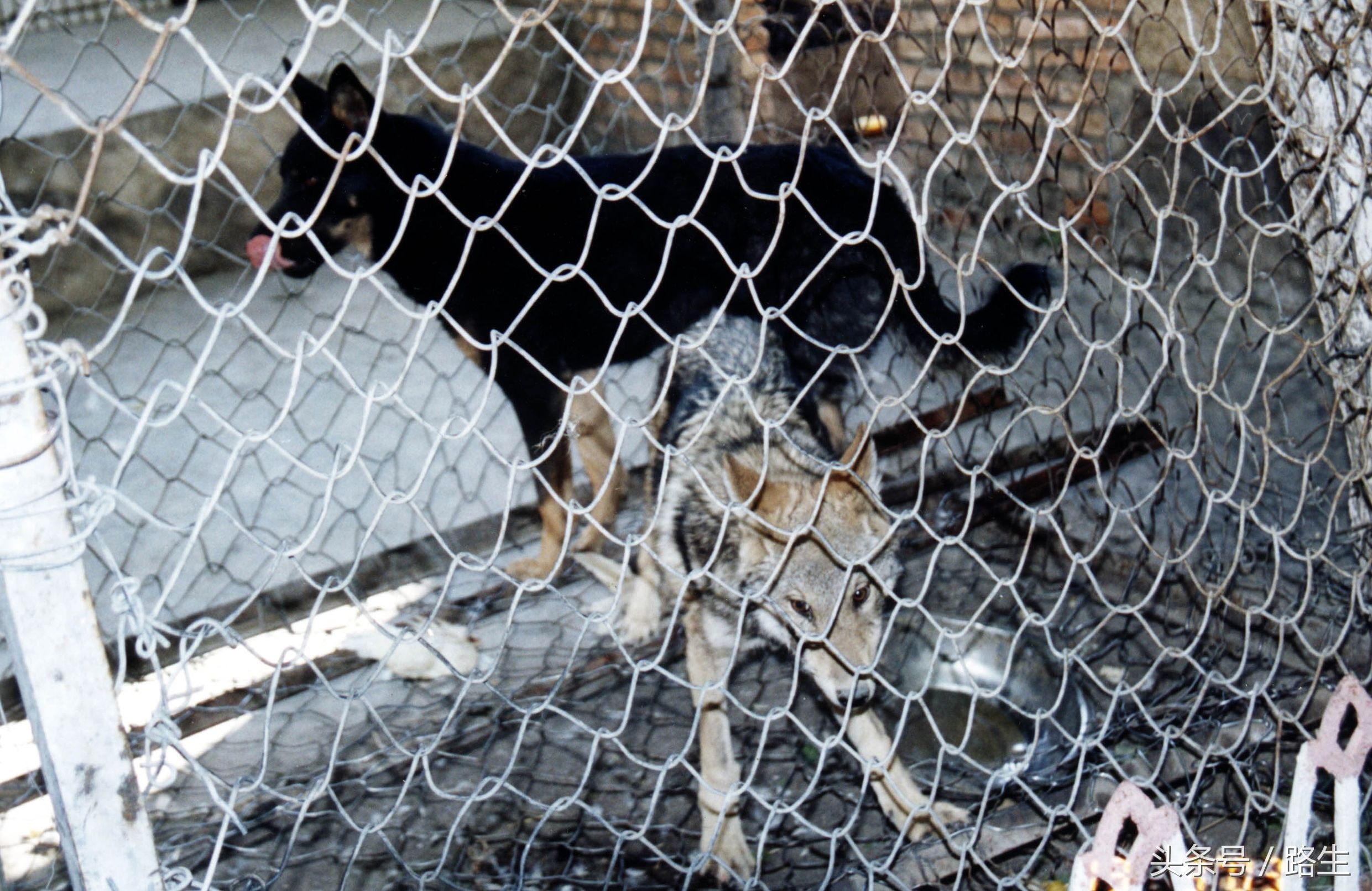 口述历史军人篇,口述历史纪录片兵团