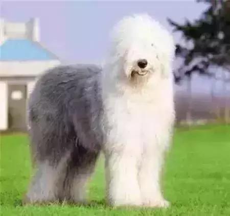 毛发白色的狗狗种类,最重感情的狗狗种类