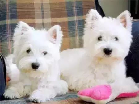 毛发白色的狗狗种类,最重感情的狗狗种类