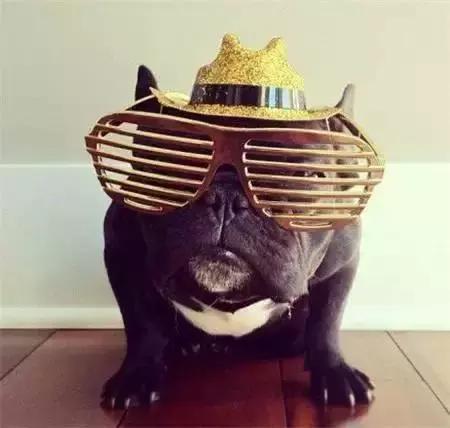 毛发白色的狗狗种类,最重感情的狗狗种类