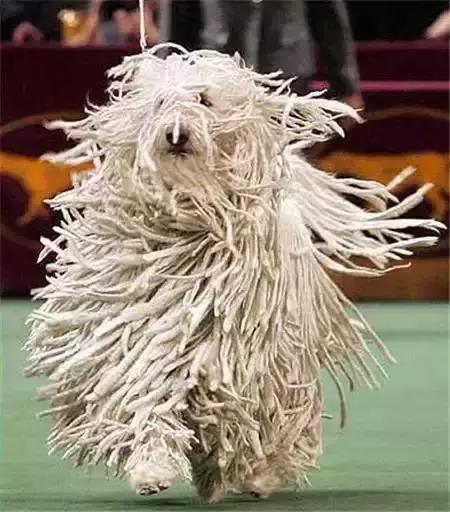 毛发白色的狗狗种类,最重感情的狗狗种类