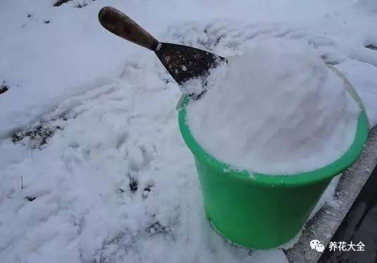 雪水、食盐、白糖、维生素,能让花枝繁叶茂,你信不信?