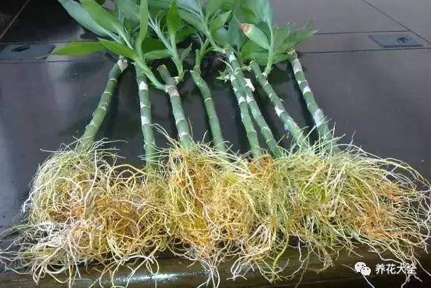 雪水、食盐、白糖、维生素,能让花枝繁叶茂,你信不信?