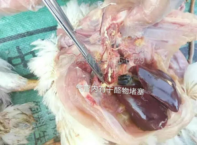 左肺支气管堵塞严重能治愈吗,支气管堵塞怎么快速消除