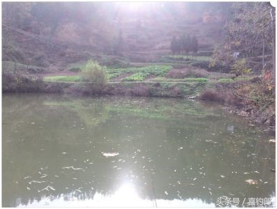 黑龙鲫短节手竿,黑龙鱼竿