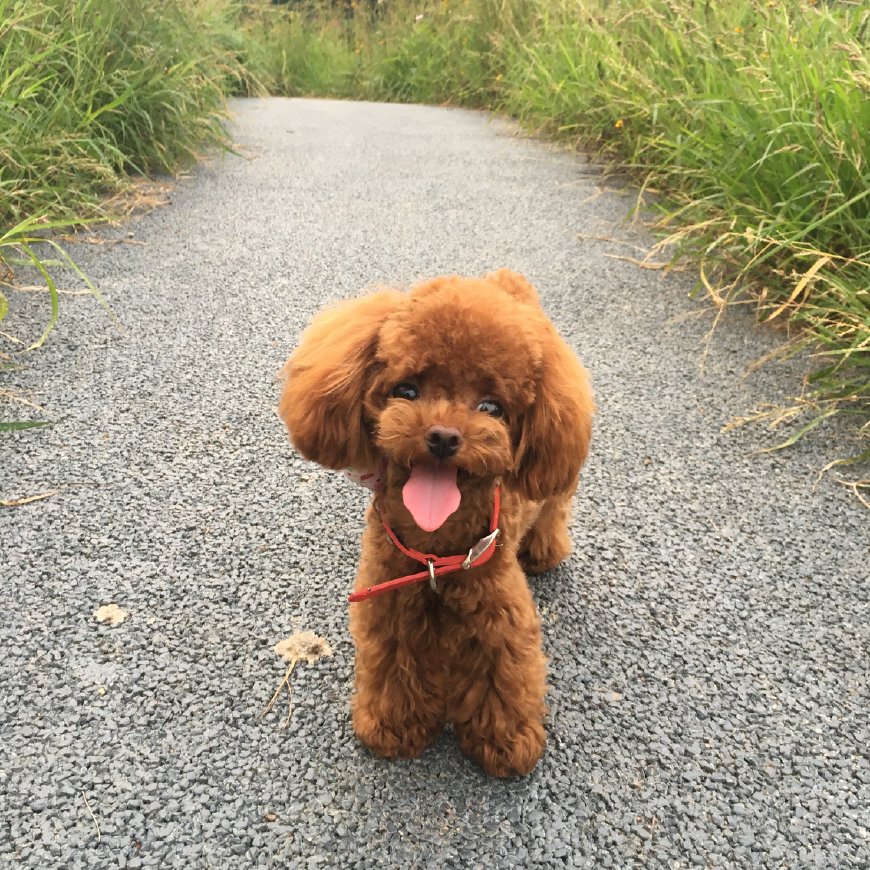 新手铲屎官如何养狗狗,铲屎官养宠进阶