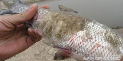 鱼菜共生的鱼有水霉病怎么办,鱼缸里鱼得了水霉病怎么治疗