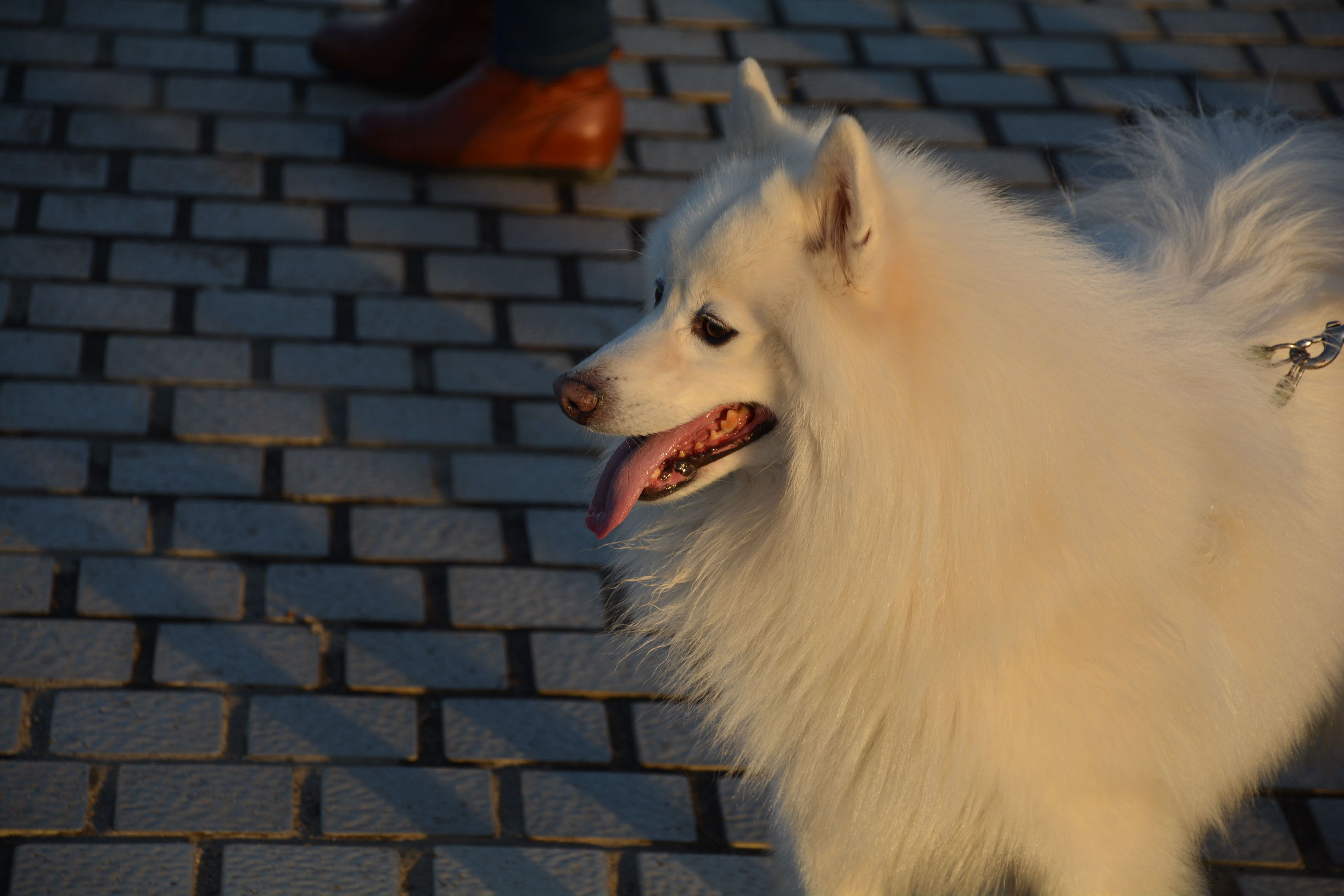 尼康D5200扫街，狗头基本够用