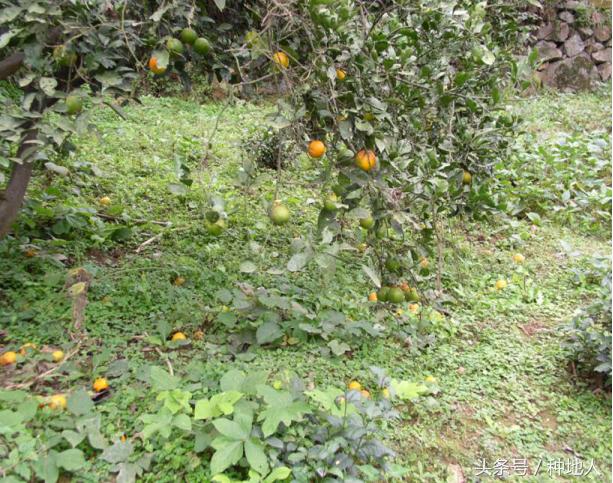 柑橘大实蝇虫害造成的原因,柑橘大实蝇发生规律